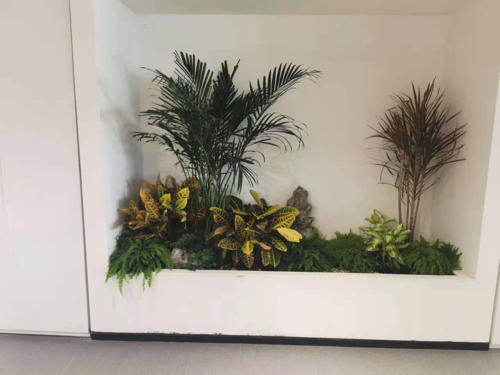 办公室植物租赁案例