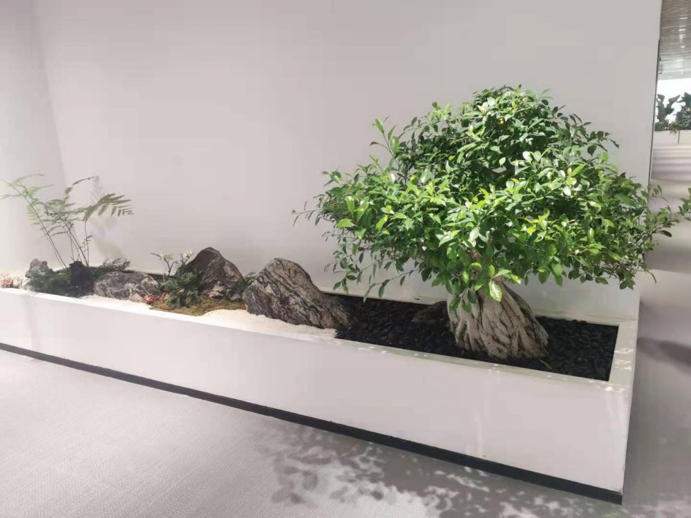 办公室植物租赁案例